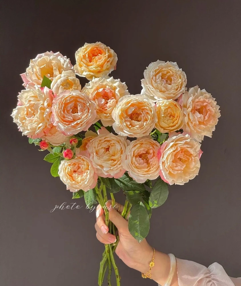 Chance Pom Rose Live Plant - Bicolor Shrub Rose, White & Red Flowers - Image 4