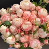 Chance Pom Rose Live Plant - Bicolor Shrub Rose, White & Red Flowers - Image 1