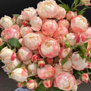 Chance Pom Rose Live Plant - Bicolor Shrub Rose, White & Red Flowers - Image 1