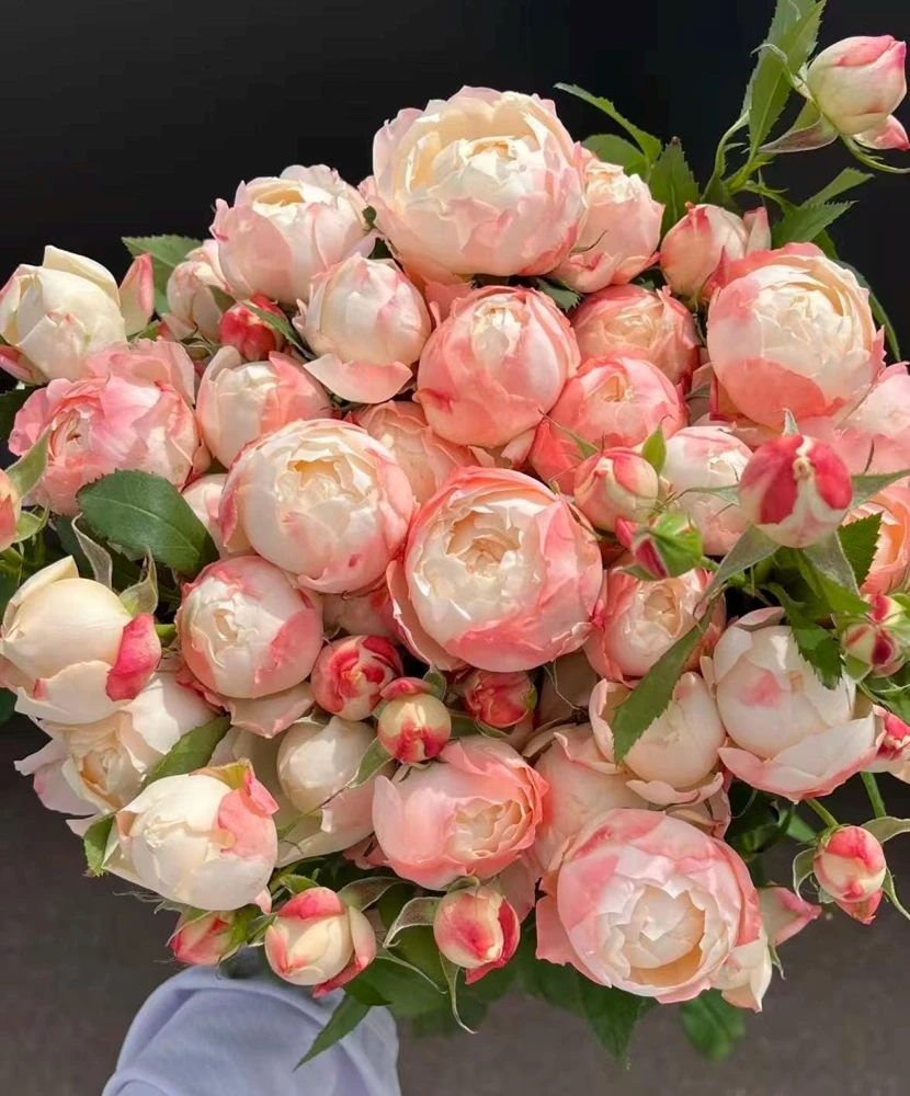 Chance Pom Rose Live Plant - Bicolor Shrub Rose, White & Red Flowers - Image 1