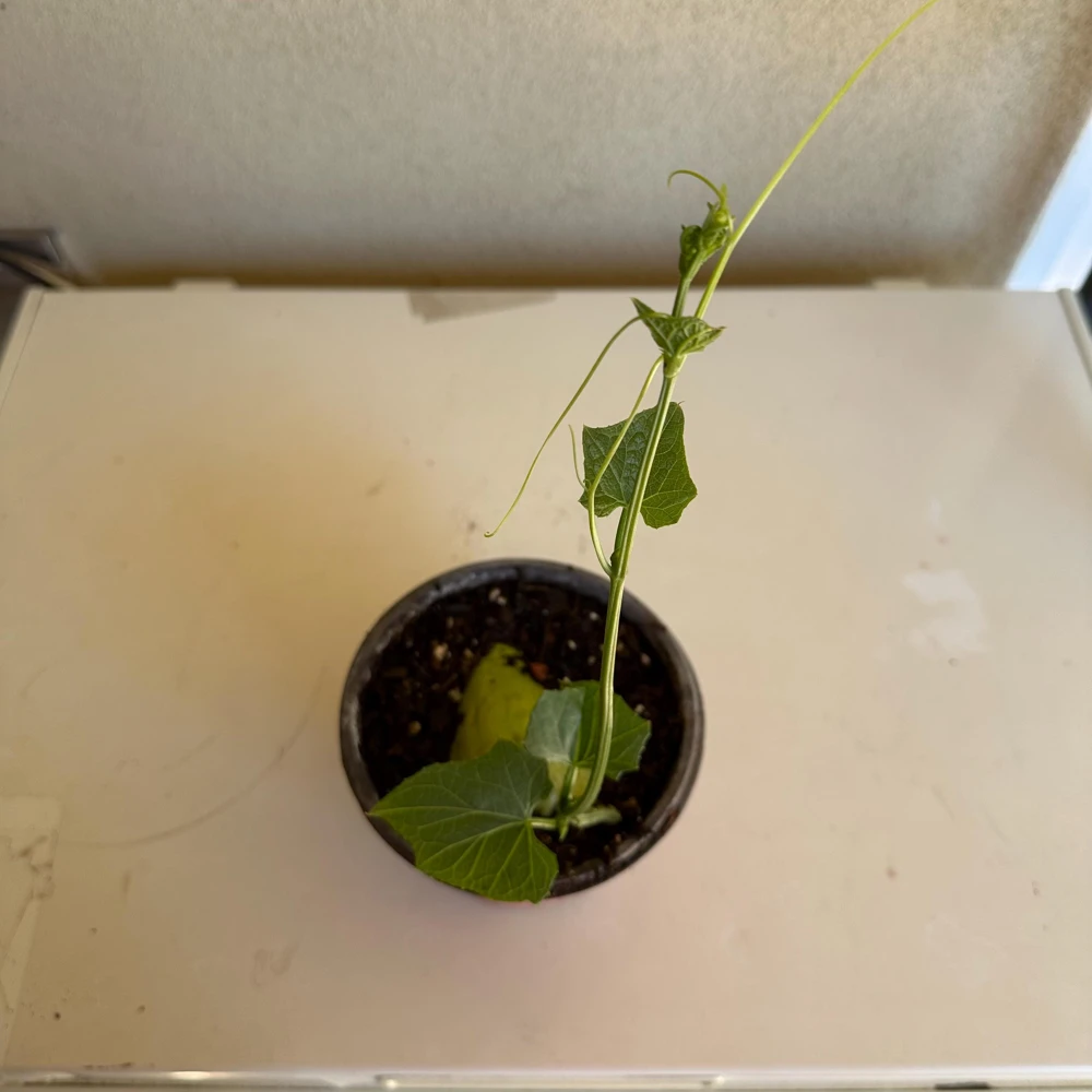 Chayote Live Plant - Sechium Edule - Organic, Rooted in 6 inch Pot - Image 2