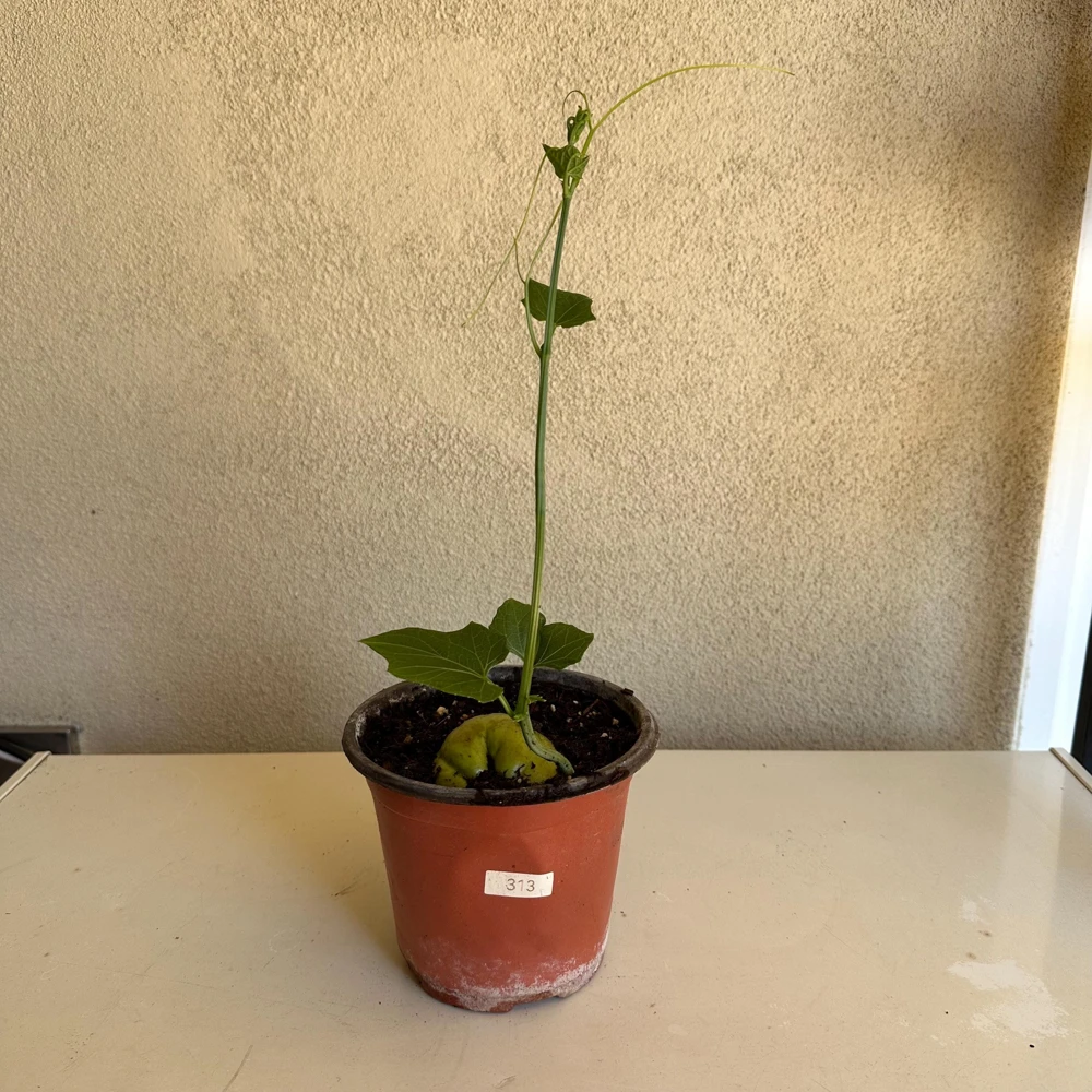 Chayote Live Plant - Sechium Edule - Organic, Rooted in 6 inch Pot - Image 3