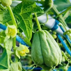 Chayote Live Plant - Sechium Edule - Organic, Rooted in 6 inch Pot - Image 4