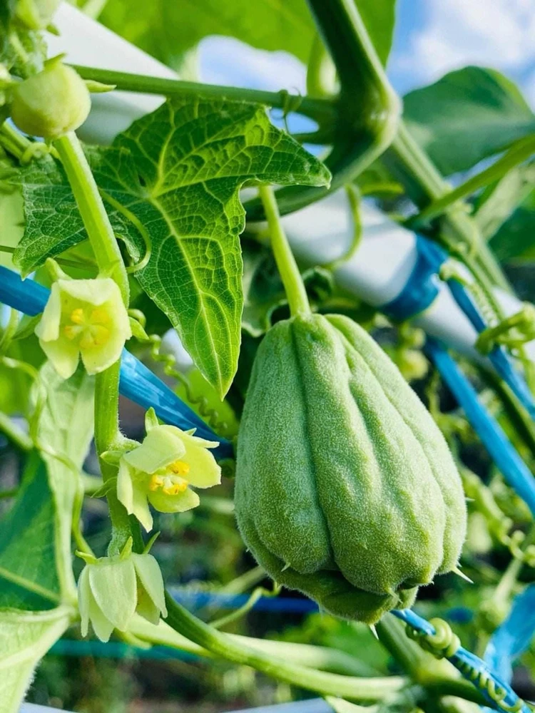 Chayote Live Plant - Sechium Edule - Organic, Rooted in 6 inch Pot - Image 4