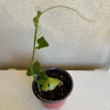 Chayote Live Plant - Sechium Edule - Organic, Rooted in 6 inch Pot - Image 1