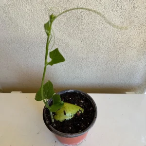 Chayote Live Plant - Sechium Edule - Organic, Rooted in 6 inch Pot - Image 1