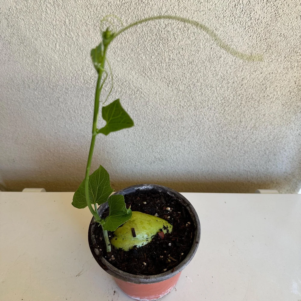 Chayote Live Plant - Sechium Edule - Organic, Rooted in 6 inch Pot - Image 1