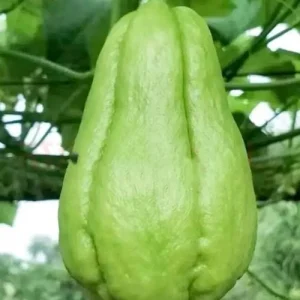Chayote Live Plant - Sechium Edule - Organic, Rooted in 6 inch Pot - Image 5