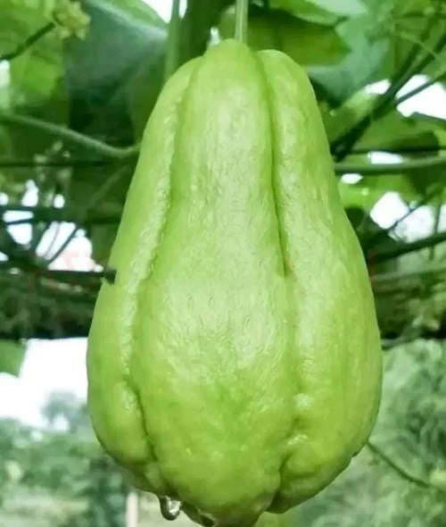 Chayote Live Plant - Sechium Edule - Organic, Rooted in 6 inch Pot - Image 5