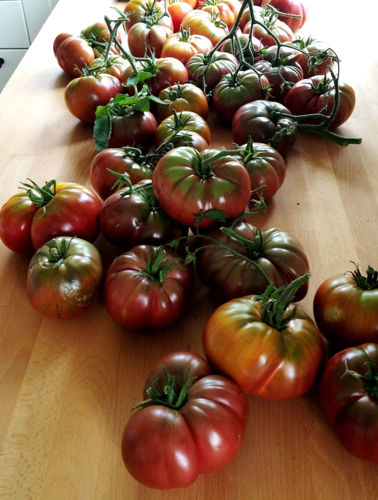 Cherokee Purple Heirloom Tomato Live Plant - Organically Grown Starter, 2.5"x3.5" Pot - Image 3