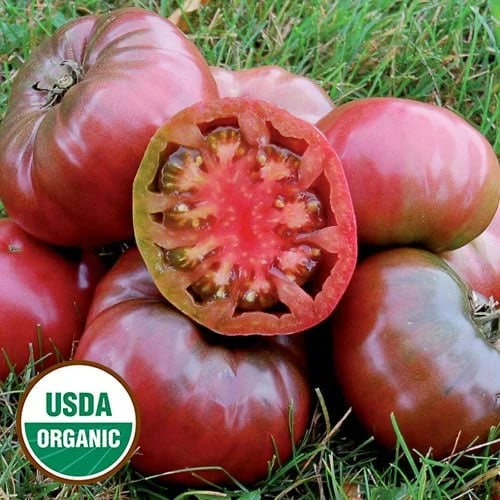 Cherokee Purple Heirloom Tomato Live Plant - Organically Grown Starter, 2.5"x3.5" Pot - Image 1