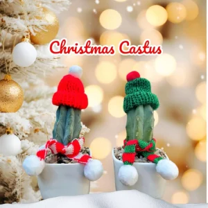 Christmas Cactus Live Plant - Festive Succulent with Hat & Scarf Decor - Image 1