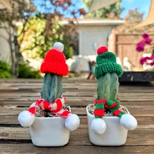 Christmas Cactus Live Plant - Festive Succulent with Hat & Scarf Decor - Image 2