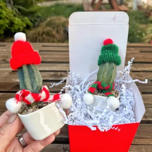 Christmas Cactus Live Plant - Festive Succulent with Hat & Scarf Decor - Image 3