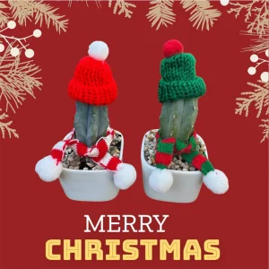 Christmas Cactus Live Plant - Festive Succulent with Hat & Scarf Decor - Image 6
