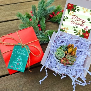 Christmas Cactus Succulent Arrangement - Live Plant Gift Box - 2 inch Pot - Image 2