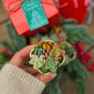 Christmas Cactus Succulent Arrangement - Live Plant Gift Box - 2 inch Pot - Image 5