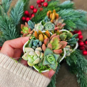 Christmas Cactus Succulent Arrangement - Live Plant Gift Box - 2 inch Pot - Image 6