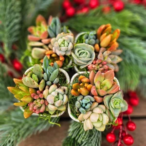 Christmas Cactus Succulent Arrangement - Live Plant Gift Box - 2 inch Pot - Image 7