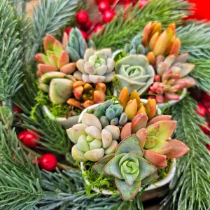 Christmas Cactus Succulent Arrangement - Live Plant Gift Box - 2 inch Pot - Image 1