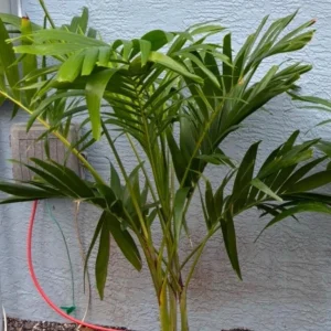 Christmas Palm Live Plant - Adonidia merrillii, 3 Gallon Pot, Outdoor - Image 2