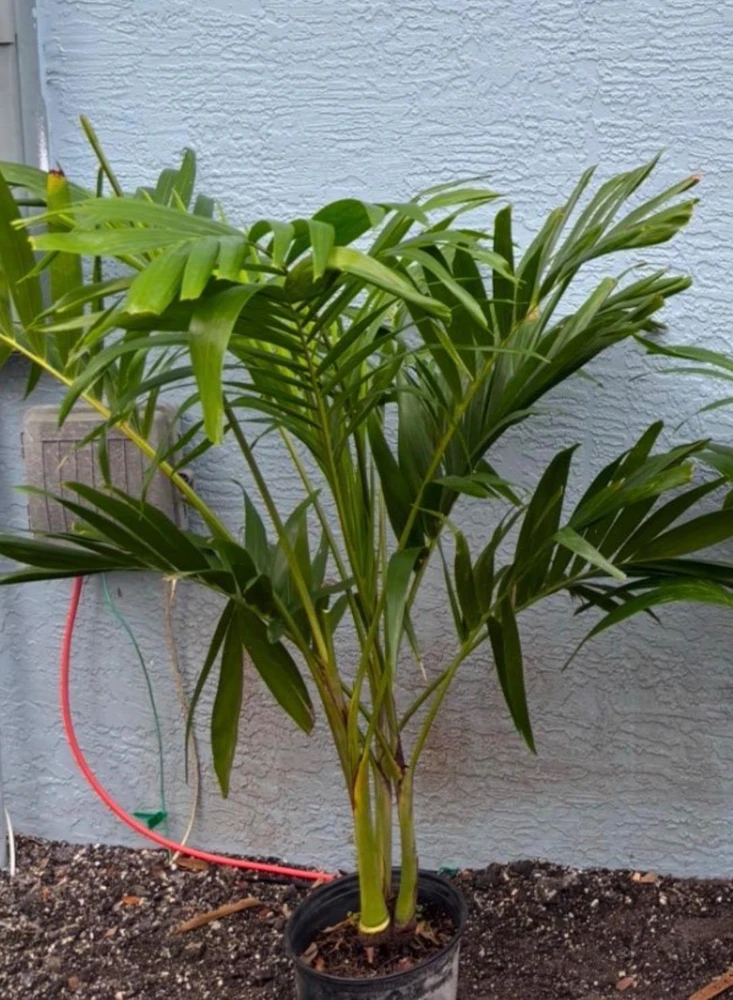 Christmas Palm Live Plant - Adonidia merrillii, 3 Gallon Pot, Outdoor - Image 2