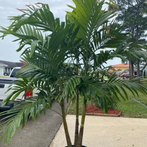 Christmas Palm Live Plant - Adonidia merrillii, 3 Gallon Pot, Outdoor - Image 3