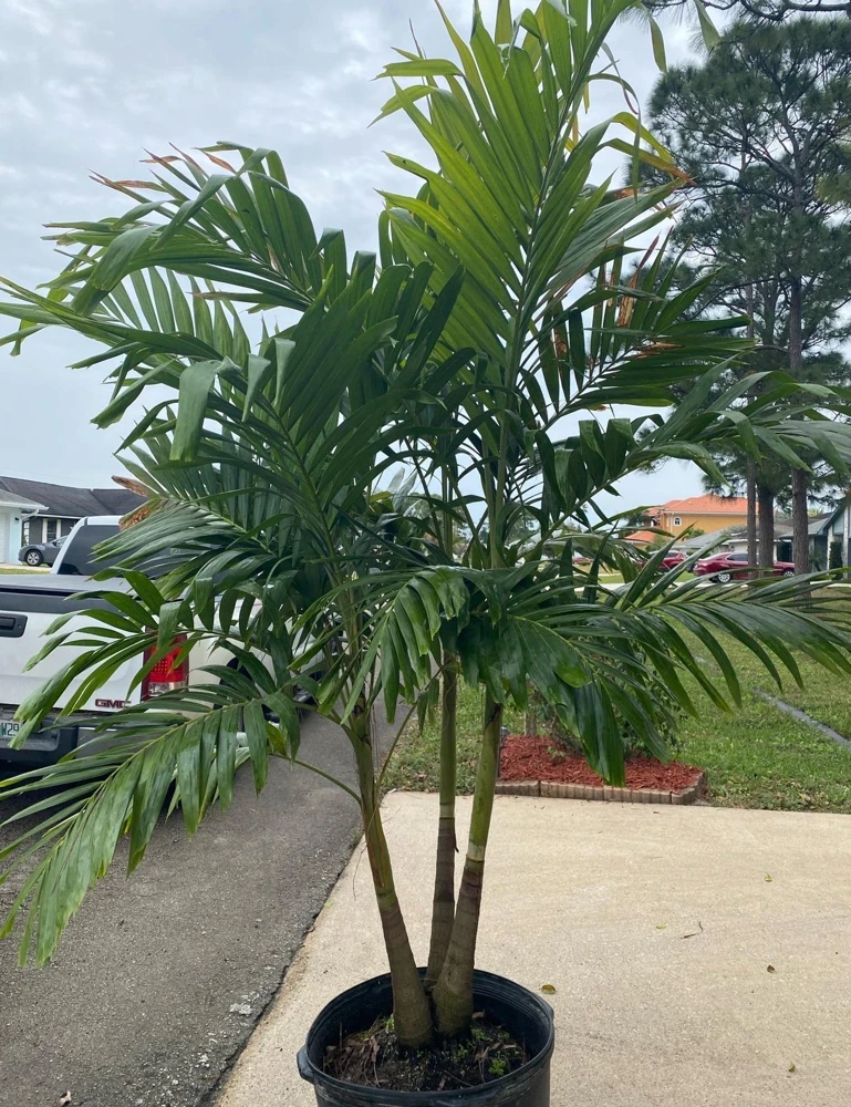 Christmas Palm Live Plant - Adonidia merrillii, 3 Gallon Pot, Outdoor - Image 3