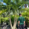 Christmas Palm Live Plant - Adonidia merrillii, 3 Gallon Pot, Outdoor - Image 1