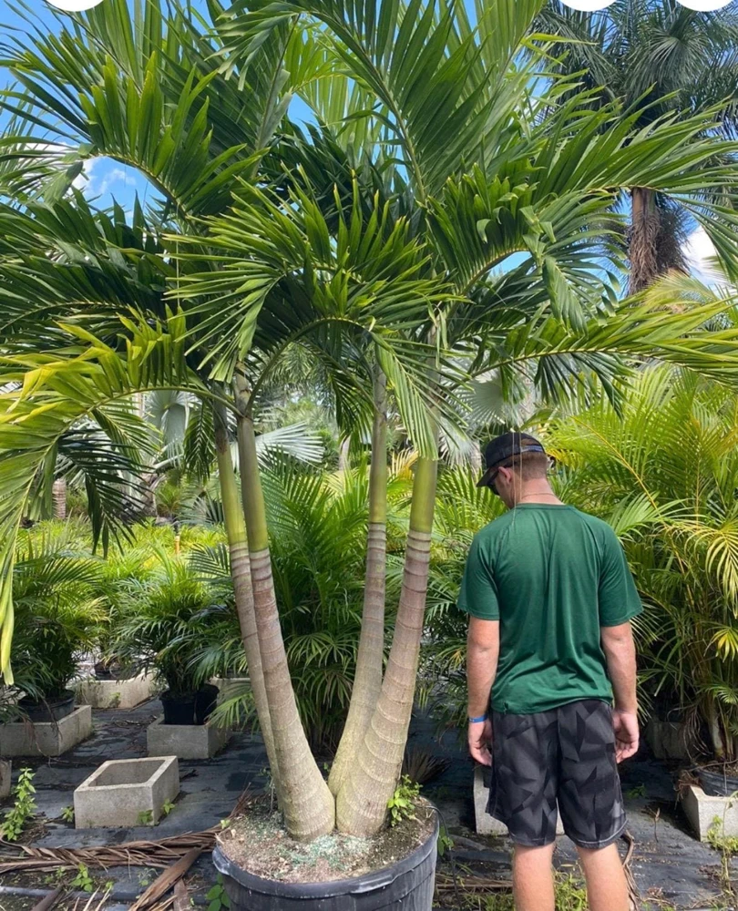 Christmas Palm Live Plant - Adonidia merrillii, 3 Gallon Pot, Outdoor - Image 1