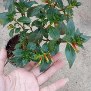 Cigar Plant Live Plant – Cuphea ignea in 6 inch Pot – Hummingbird Attractor - Image 2