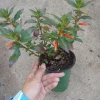 Cigar Plant Live Plant – Cuphea ignea in 6 inch Pot – Hummingbird Attractor - Image 1