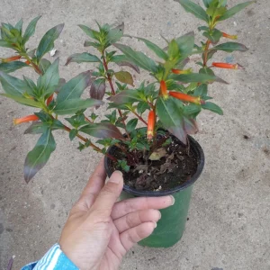 Cigar Plant Live Plant – Cuphea ignea in 6 inch Pot – Hummingbird Attractor - Image 1