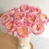 Claude Monet Rose Live Plant - Striped Pink Yellow Blooms, Fragrant, Repeat Blooming - Image 1