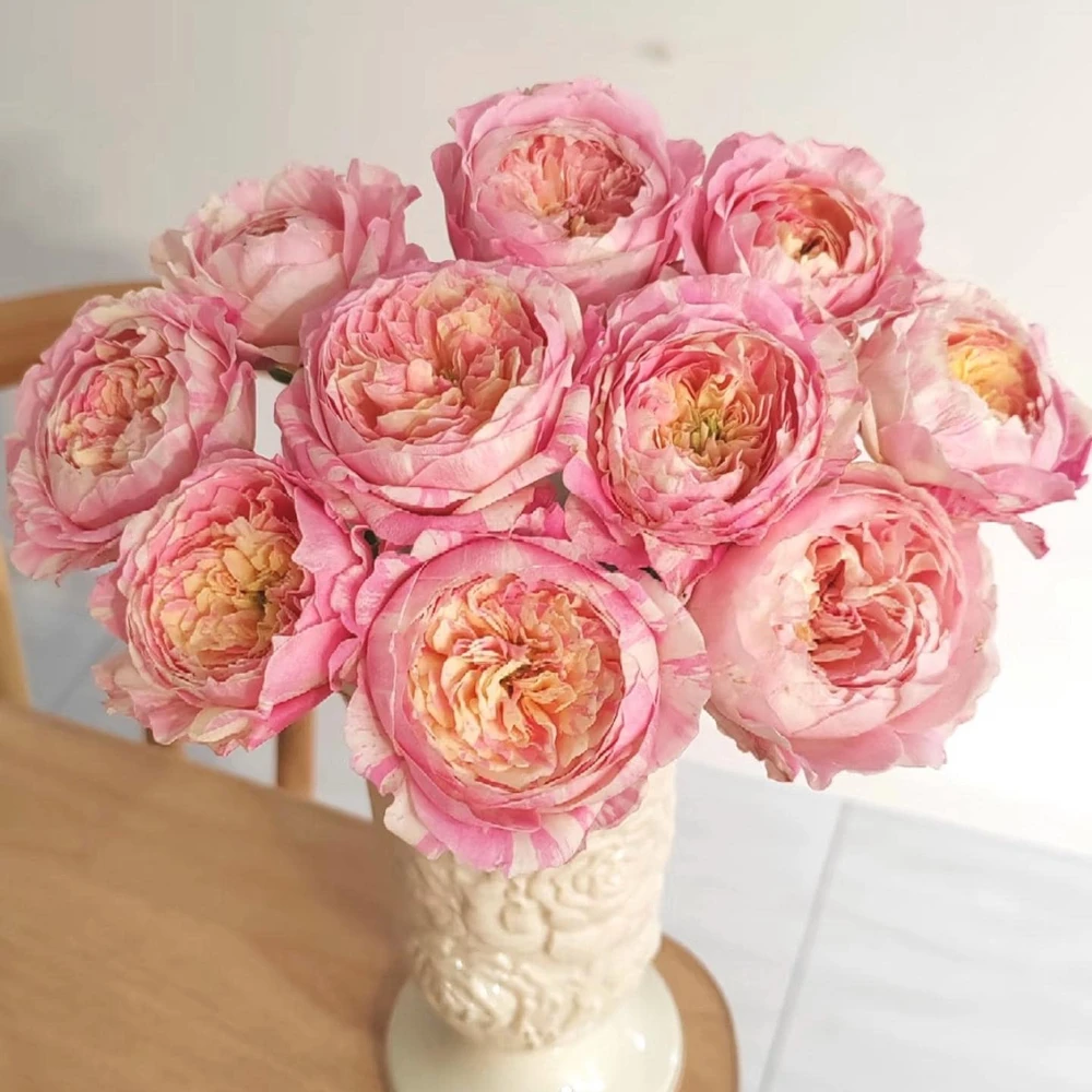Claude Monet Rose Live Plant - Striped Pink Yellow Blooms, Fragrant, Repeat Blooming - Image 1