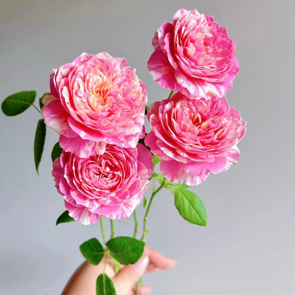 Claude Monet Rose Live Plant - Striped Pink Yellow Blooms, Fragrant, Repeat Blooming - Image 2