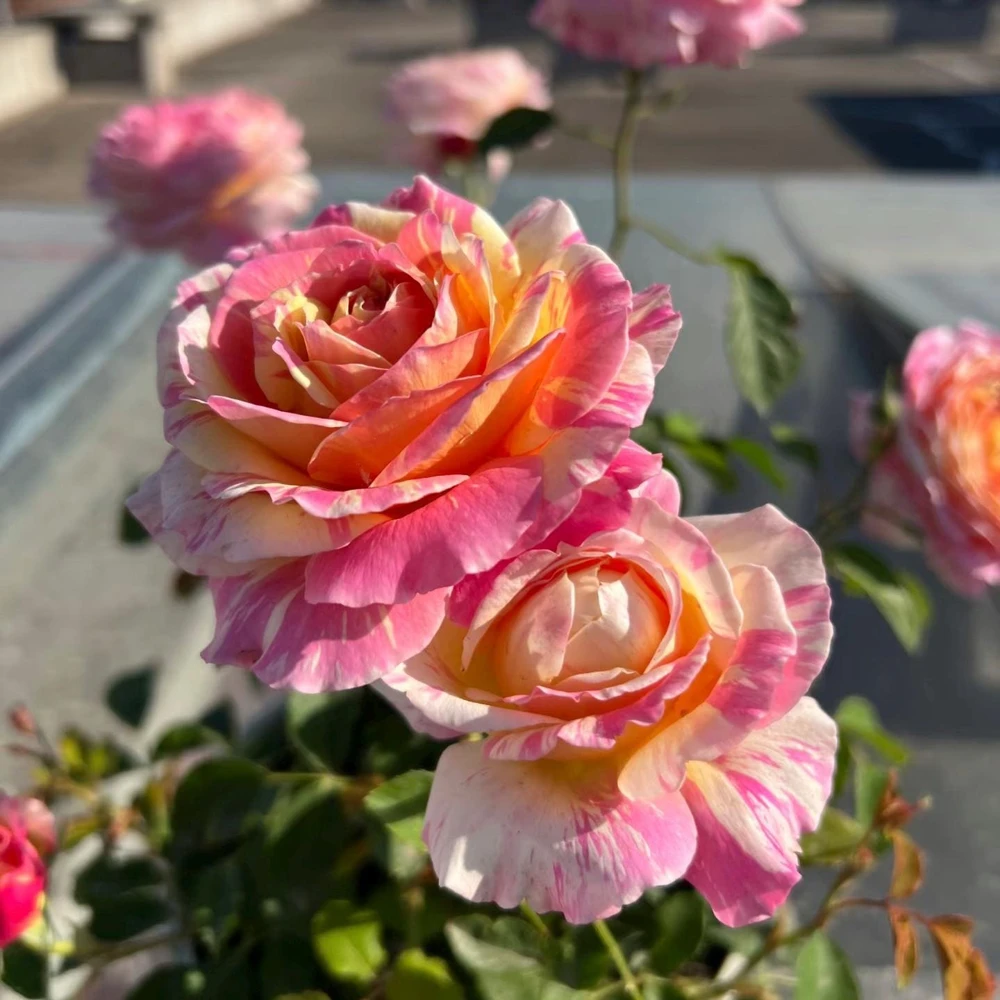 Claude Monet Rose Live Plant - Striped Pink Yellow Blooms, Fragrant, Repeat Blooming - Image 3
