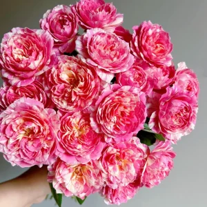 Claude Monet Rose Live Plant - Striped Pink Yellow Blooms, Fragrant, Repeat Blooming - Image 4