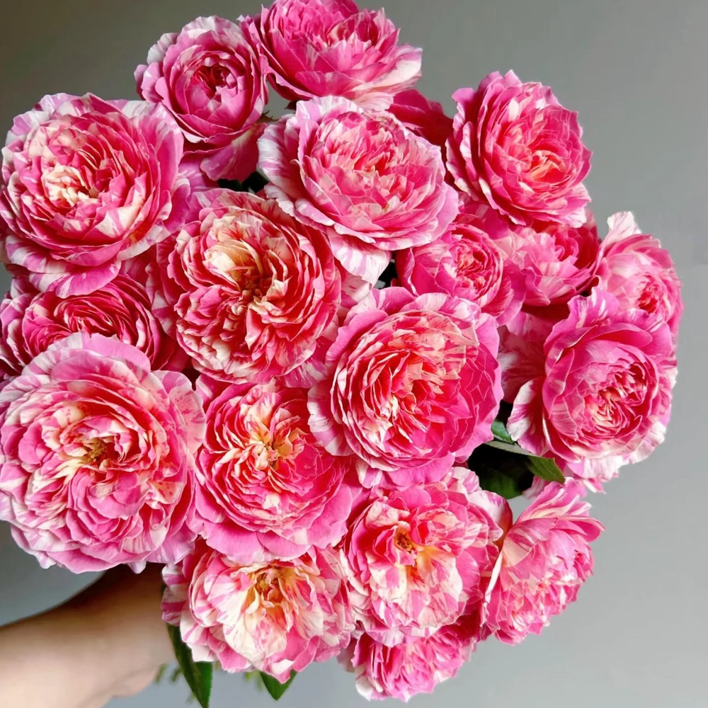 Claude Monet Rose Live Plant - Striped Pink Yellow Blooms, Fragrant, Repeat Blooming - Image 4