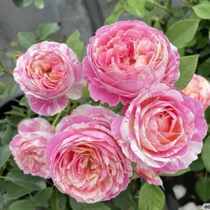Claude Monet Rose Live Plant - Striped Pink Yellow Blooms, Fragrant, Repeat Blooming - Image 5