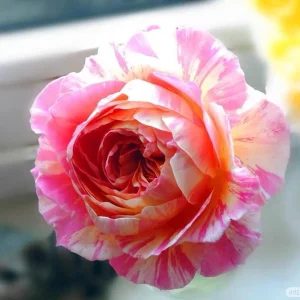 Claude Monet Rose Live Plant - Striped Pink Yellow Blooms, Fragrant, Repeat Blooming - Image 6