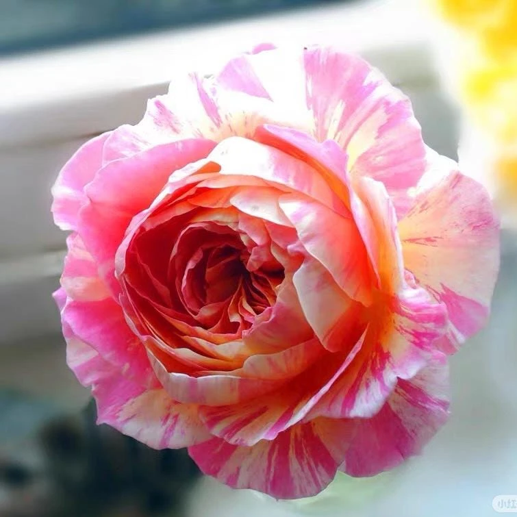 Claude Monet Rose Live Plant - Striped Pink Yellow Blooms, Fragrant, Repeat Blooming - Image 6