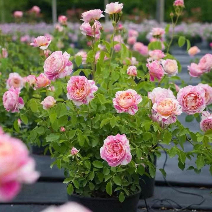 Claude Monet Rose Live Plant - Striped Pink Yellow Blooms, Fragrant, Repeat Blooming - Image 7