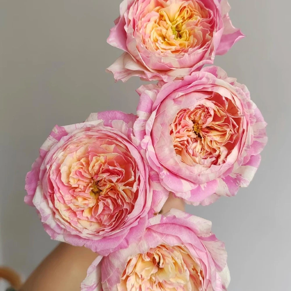 Claude Monet Rose Live Plant - Striped Pink Yellow Blooms, Fragrant, Repeat Blooming - Image 8