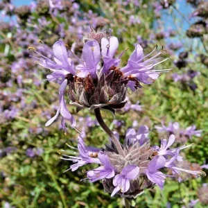 Cleveland Sage Live Plant Cuttings - 7 Pack, 6