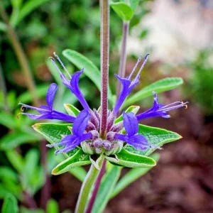 Cleveland Sage Live Plant Cuttings - 7 Pack, 6
