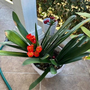 Clivia Hybrid Orange Live Plant – 1-2 ft Tall Indoor Houseplant - Image 2