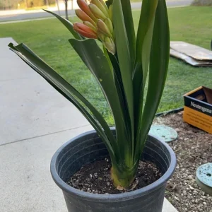 Clivia Hybrid Orange Live Plant – 1-2 ft Tall Indoor Houseplant - Image 3