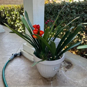 Clivia Hybrid Orange Live Plant – 1-2 ft Tall Indoor Houseplant - Image 1