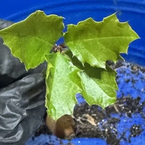 Coast Live Oak Live Plant, Quercus Agrifolia, 2 Trees, 4-6 inch, Outdoor - Image 5